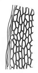 Fissidens curvatus var. curvatus, laminal cells, margin of vaginant lamina. Drawn from J.E. Beever 74-50, AK 291832.
 Image: R.C. Wagstaff © Landcare Research 2014 